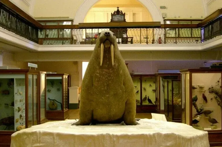 Horniman museum walrus e1597331813571 768x511 jpg
